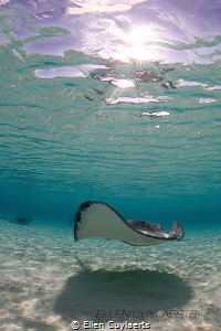 Stingray at dawn by Ellen Cuylaerts 